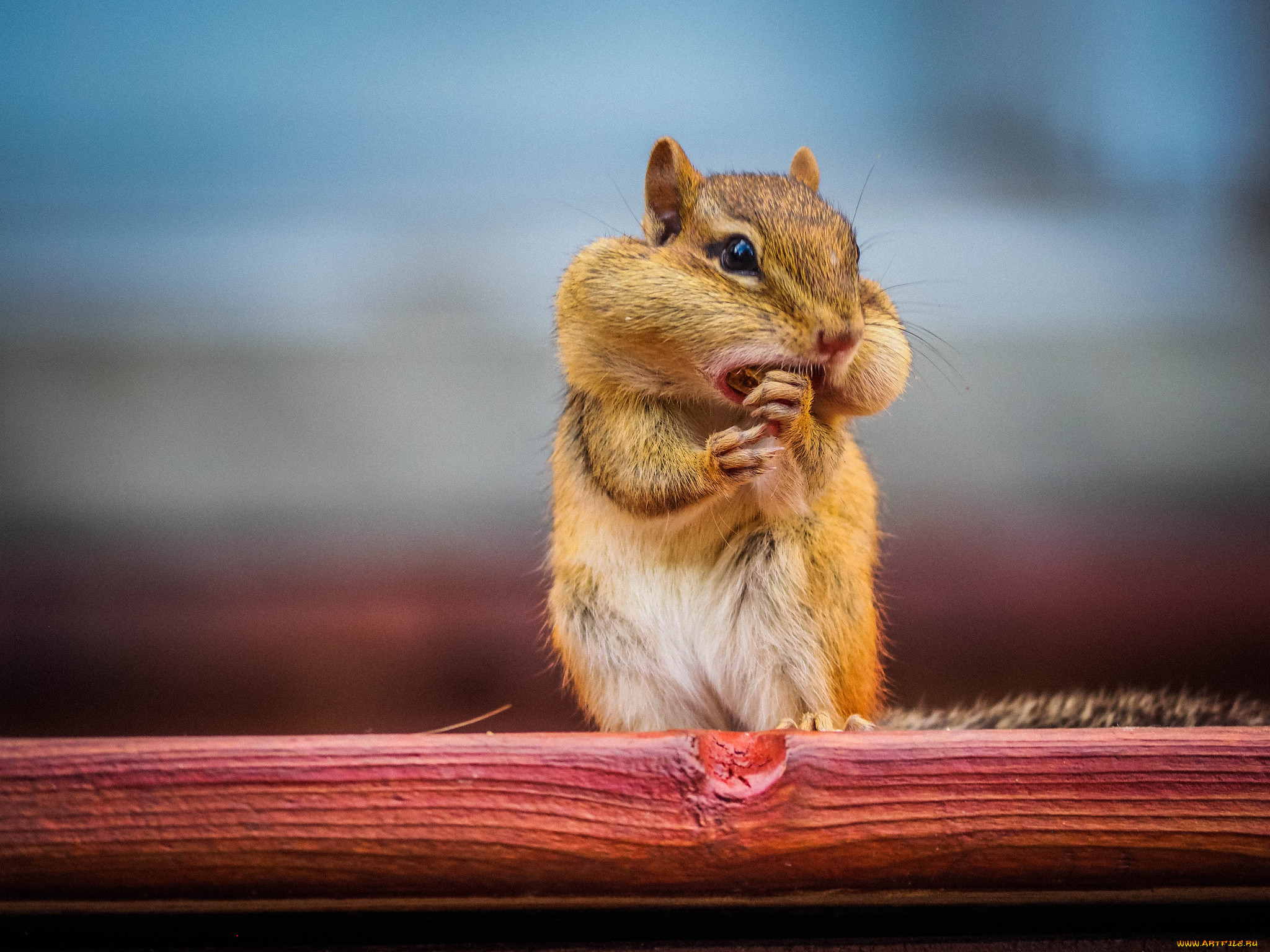 chipmunk, , , 